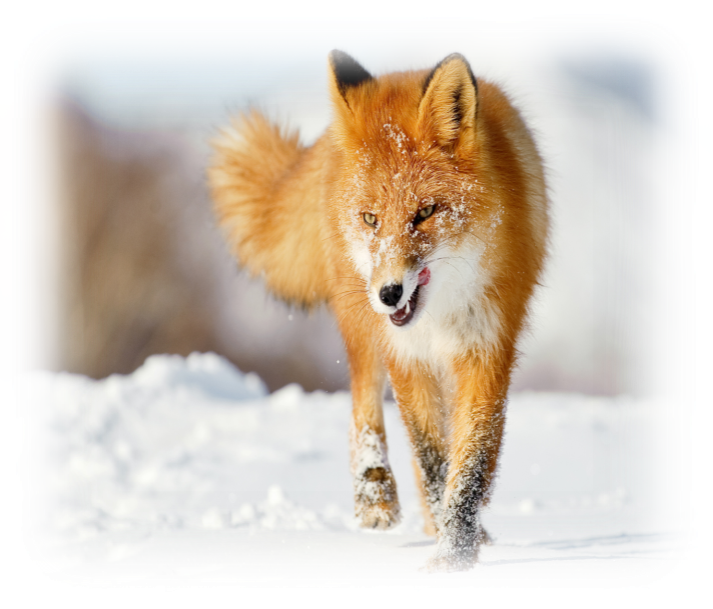 Обои на монитор | Тварини | лисиця, лисичка, зима, сніг, полювання